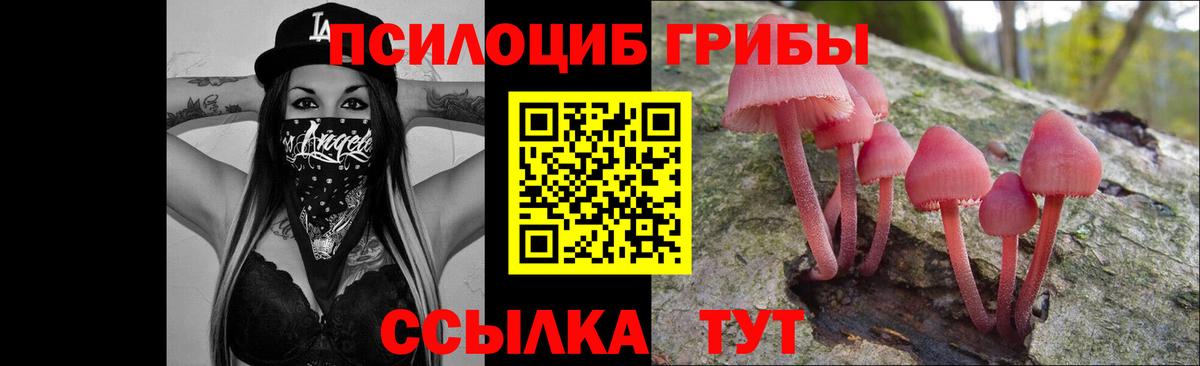 Галлюциногенные грибы Psilocybine cubensis Гусиноозёрск